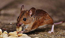 24 Hour & Emergency Exterminators in Monroe, MI